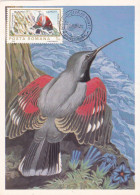 Romania 1984 Maximum Card ,woodpecker - Piciformes (pájaros Carpinteros)