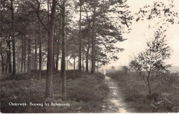 PAYS BAS - OISTERWIJK - Bosweg Bij Belversven -  Carte Postale Ancienne - Sonstige & Ohne Zuordnung