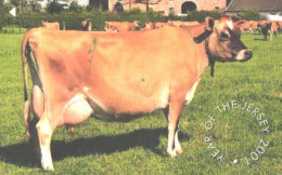 Jersey:Used Phonecard, Jersey Telecoms, 2£, Year Of The Jersey 2001, Cows - Other - Europe