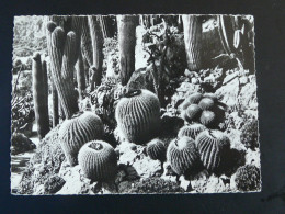 Carte Postale Postcard Cactus Monaco 1951 - Cactus