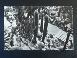 Carte Postale Postcard Cactus Monaco 1952 - Cactus