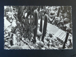 Carte Postale Postcard Cactus Monaco 1952 - Cactusses