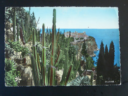 Carte Postale Postcard Cactus Monaco 1953 - Sukkulenten