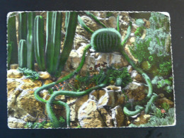 Carte Postale Postcard Cactus Monaco 1954 - Sukkulenten