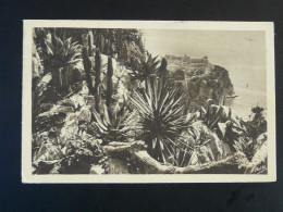 Carte Postale Postcard Cactus Monaco 1955 - Sukkulenten
