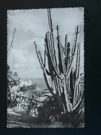 Carte Postale Postcard Cactus Monaco 1958 - Sukkulenten
