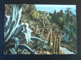 Carte Postale Postcard Cactus Ventimiglia Italie 1960 - Cactusses