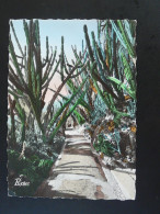 Carte Postale Postcard Cactus Monaco 1964 - Cactusses