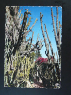 Carte Postale Postcard Cactus Monaco 1966 - Cactusses