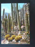 Carte Postale Postcard Cactus Monaco 1970 - Cactusses
