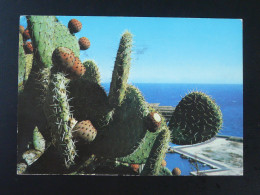 Carte Postale Postcard Cactus Monaco 1976 - Sukkulenten