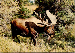 The Mighty Bull Moose Largest Of The Deer Family - Taureaux