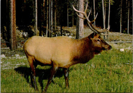 Elk The Male Wapiti - Taureaux