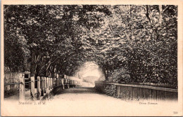 England Isle Of Wight Shanklin Chine Avenue - Shanklin