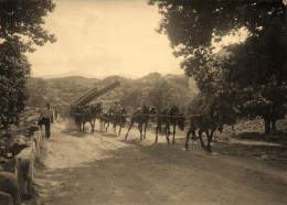 Calacuccia * 1934 * 13 Anes ! * Attelage Mulets Transport Bois Métier * Haute Corse 2B * Photo Ancienne 10.4x7.5cm - Calvi