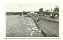 Weymouth Postcard   Dorset Swans  Good Vintage Cars . 1955 - Weymouth