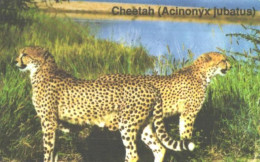 Namibia:Used Phonecard, Telecom Namibia, 10 N$, Cheetahs, Acinonyx Jubatus - Namibia