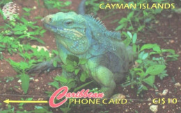 Cayman Islands:Used Phonecard, Caribbean Phonecard, 10 CI$, Grand Cayman Iguana, Cyclura Nubila Lewisi - Kaimaninseln (Cayman I.)