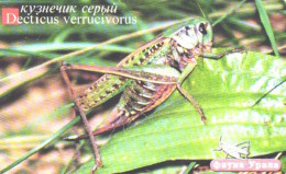 Russia:Used Phonecard, Uralsvjazinform, 150 Units, Ural Fauna, Grasshopper, Decticus Verrucivorus, 2005 - Russia