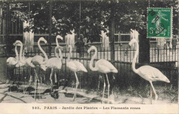 FRANCE - Paris - Jardin Des Plantes - Les Flamants Roses - Carte Postale Ancienne - Parken, Tuinen