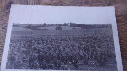 49  SAINT LAMBERT DU LATTAY VIGNOBLES1950 - Autres & Non Classés