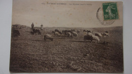 56  Morbihan Saint Pierre Quiberon  Moutons Dans La Falaise - Sonstige & Ohne Zuordnung