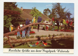 AK 144221 GERMANY - Walsrode - Vogelpark - Walsrode