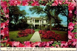 Mississippi Beautiful Azaleas And Typical Ante-Bellum Home - Autres & Non Classés
