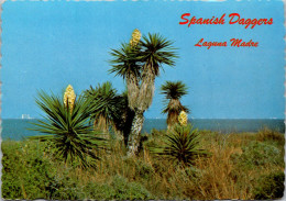 Cactus Spanish Daggers Laguna Padre Texas - Cactusses