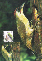 Belgique - Oiseaux : Pic Vert CM 2778 (année 1998) - Specht- & Bartvögel