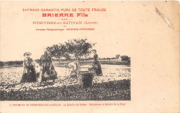 45-PITHIVIER- LA RECOLTE DU SAFRAN - BRIERRE FILS- SAFRANIERES ET RECOLTE DE LA FLEUR - Pithiviers