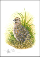 Dessin, Signé / Tekening, Getekend - Caille Des Blés / Kwartel / Wachtel / Quail / Coturnix Coturnix - BUZIN - Gallinacées & Faisans