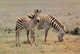 Faune Africaine Zèbres - Zebras