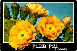 Cactus Prickly Pear Blossoms  - Cactusses