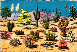 Cactus Cacti And Desert Flora Of The Great Southwest 1976 - Sukkulenten