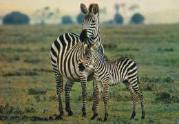 Faune Africaine Zèbres - Zebra's