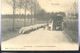 Cpa  Wyneghem  1908   Attelage Et Moutons - Wijnegem