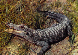11 - Sigean - Réserve Africaine - Alligator - Sigean