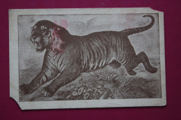 Old Vintage Postcard - USA Edition  - Siberian Tiger - Mammal - Tigers