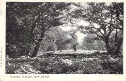 ENGLAND - Summer Sunlight - New Forest - Carte Postale Ancienne - Otros & Sin Clasificación