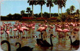 Florida Miami HIaleah Race Course Flamingos And Swans On The Infield Lake - Miami