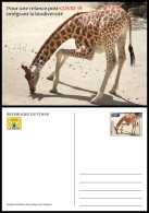 CHAD TCHAD 2023 STATIONERY CARD - GIRAFE GIRAFES GIRAFFE GIRAFFES - COVID-19 CORONAVIRUS PANDEMIC CORONA RECOVERY - Giraffes