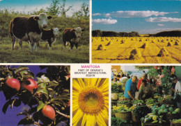 Canada Manitoba Multi View Agricultural Scenes - Andere & Zonder Classificatie