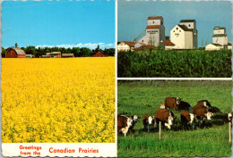 Canada Manitoba Greetings From The Canadian Prairies With Farmsted Elevators And Grazing Cattle - Other & Unclassified
