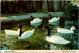 Florida Orlando Sea World Black Swans 1978 - Orlando