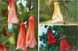CPSM Copihue - Flor Nacional Chilena-Chile - Plante à Fleur    L2307 - Chili