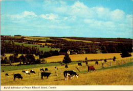 Canada Prince Edward Island Rural Splendor Grazing Cattle And Green Pastures 1980 - Autres & Non Classés