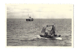 Retour De Pêche.Bateaux. - Zeebrugge