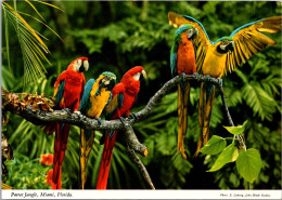 Florida Miami Parrot Jungle Colorful Parrots - Miami