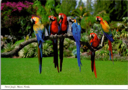Florida Miami Parrot Jungle Colorful Parrots - Miami
